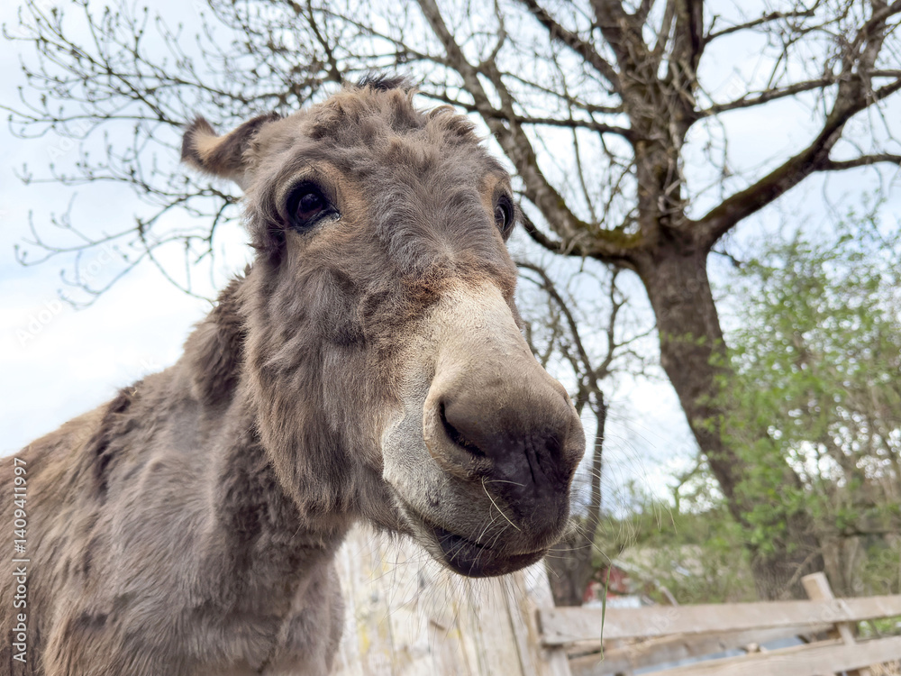 Obraz premium Close-up of a donkey in a rural setting with leafless trees in the background