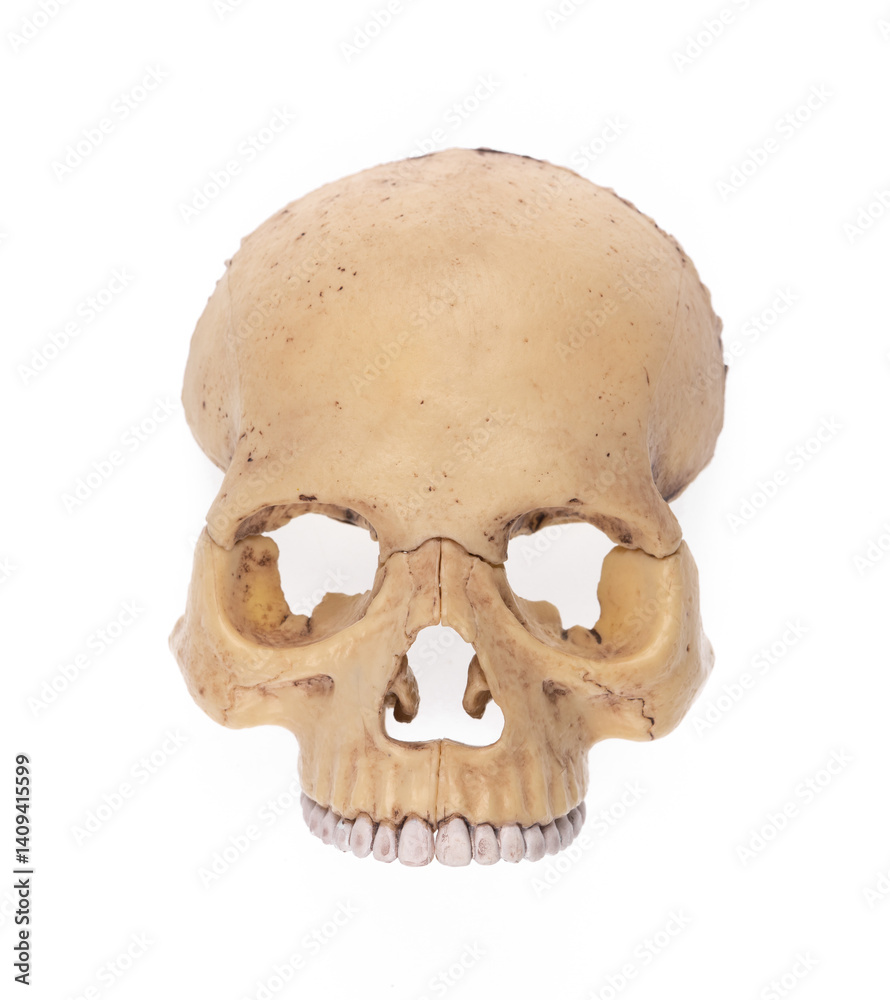 Obraz premium creepy skull with teeth isolated on white background