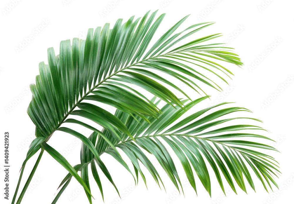 Fototapeta premium PNG Palm leaves leaf background plant.
