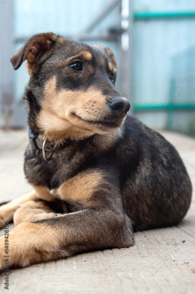 Dog in animal shelter. Homeless sad dog in a cage. Dog in animal shelter. Homeless sad dog in a cage.