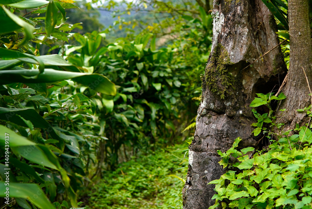 Fototapeta premium path in the middle of the nature of Costa Rica