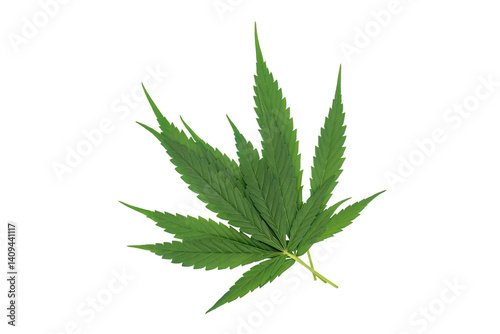 Green cannabis leaves on a white background. photo