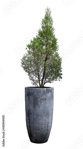 Concrete Planter with Pine Tree