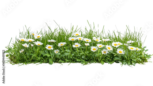 A vibrant meadow filled with blooming white daisies under a bright blue sky on transparent png background. Ai generated