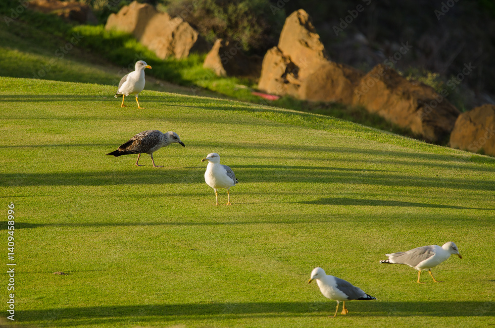 Fototapeta premium Yellow-legged gulls Larus michahellis atlantis on a golf course. Meloneras Golf. Gran Canaria. Canary Islands. Spain.