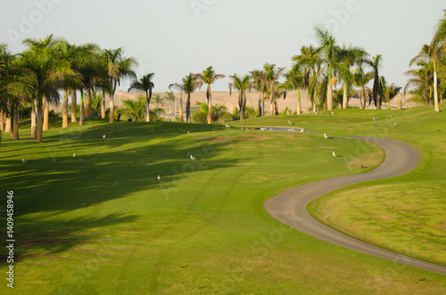 Yellow-legged gulls Larus michahellis atlantis and royal palms Roystonea regia on a golf course. Meloneras Golf. Gran Canaria. Canary Islands. Spain.