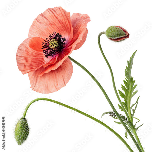 red poppy isolated on white