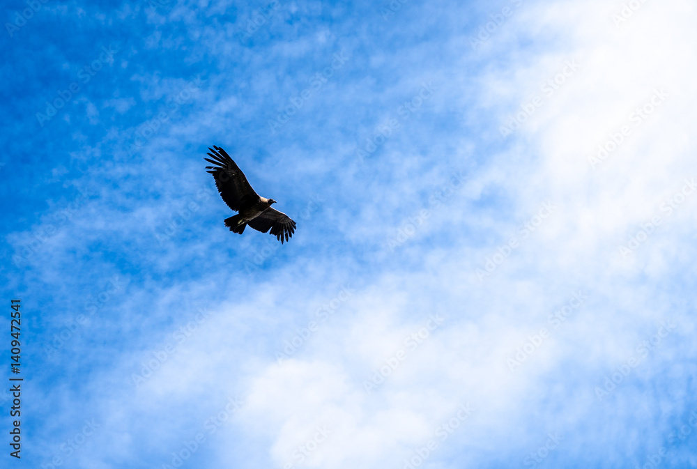 Condor soaring over the Colca Canyon in Peru