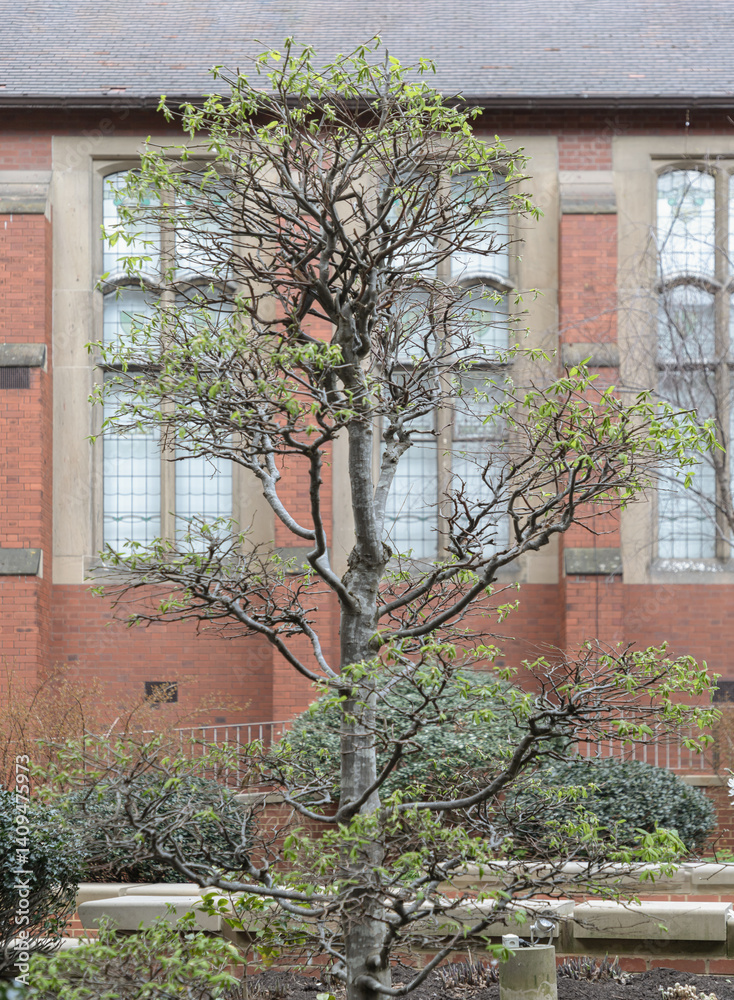 View of Carpinus Betulus (Topiary) stands in front of historic building at Newcastle University campus. Majestic tree, use it as your Wallpaper, Poster and Space for text, Selective focus.