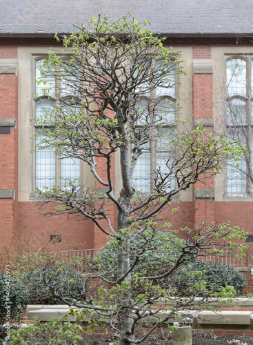 Obraz na płótnie View of Carpinus Betulus (Topiary) stands in front of historic building at Newcastle University campus. Majestic tree, use it as your Wallpaper, Poster and Space for text, Selective focus. w salonie