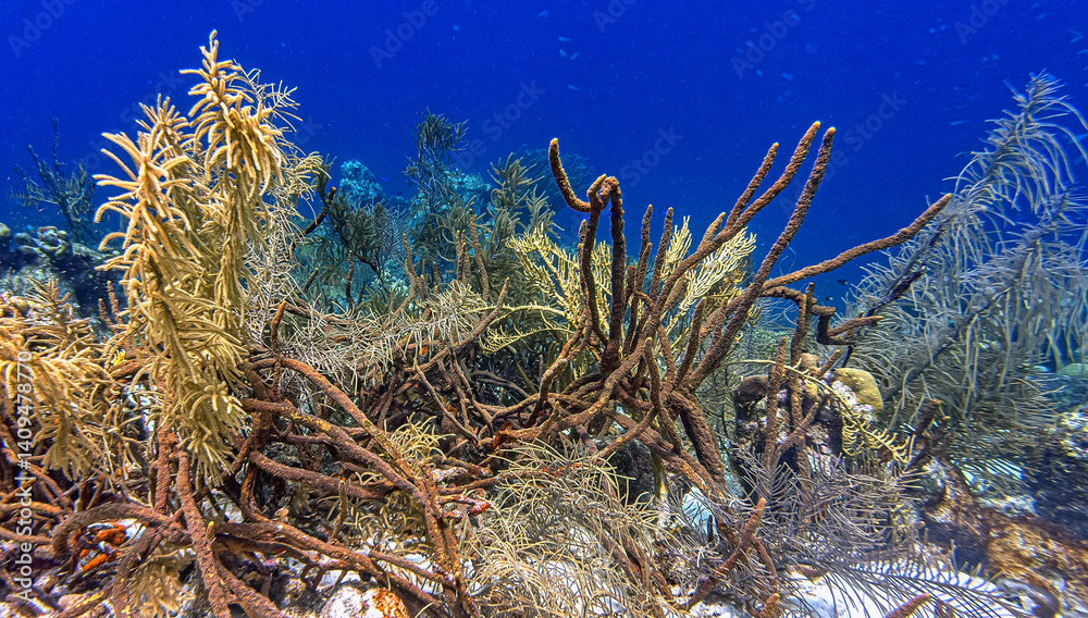 Caribbean coral garden, underwater Bonaire