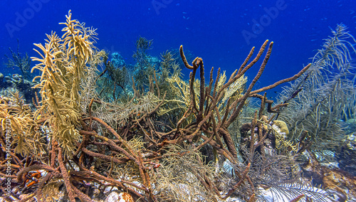 Obraz na płótnie Caribbean coral garden, underwater Bonaire w salonie