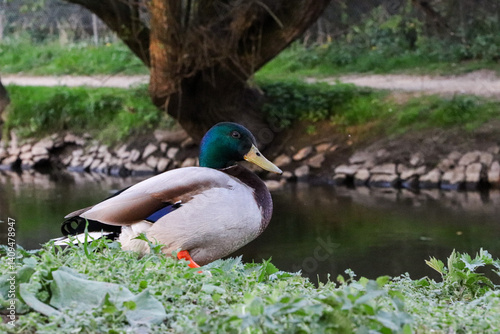 Duck in the park