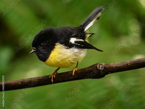 Detailed bokeh closeup portrait of a black yellow and white tomtit Petroica macrocephala sitting on a tree branch twig, South Island New Zealand