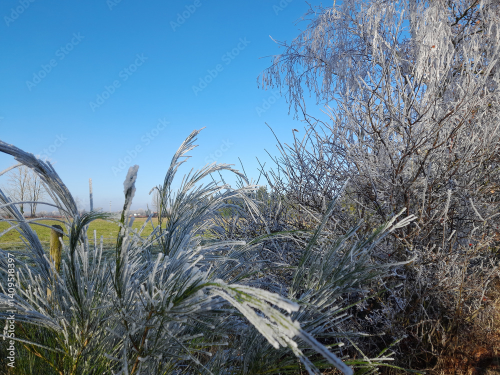 Fototapeta premium Busch, Strauch, Himmel, Natur, Winter