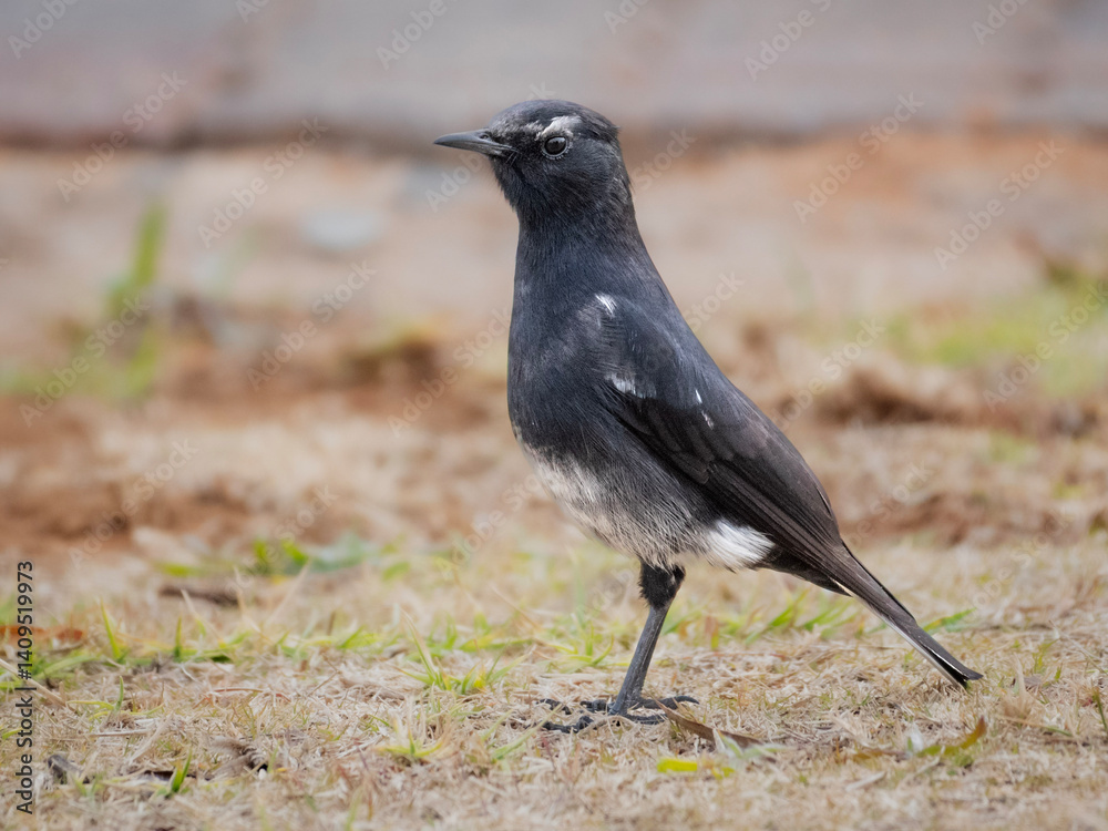 Sleek Wheatear in Marievale’s Tranquil Grasslands Sleek Wheatear in Marievale’s Tranquil Grasslands