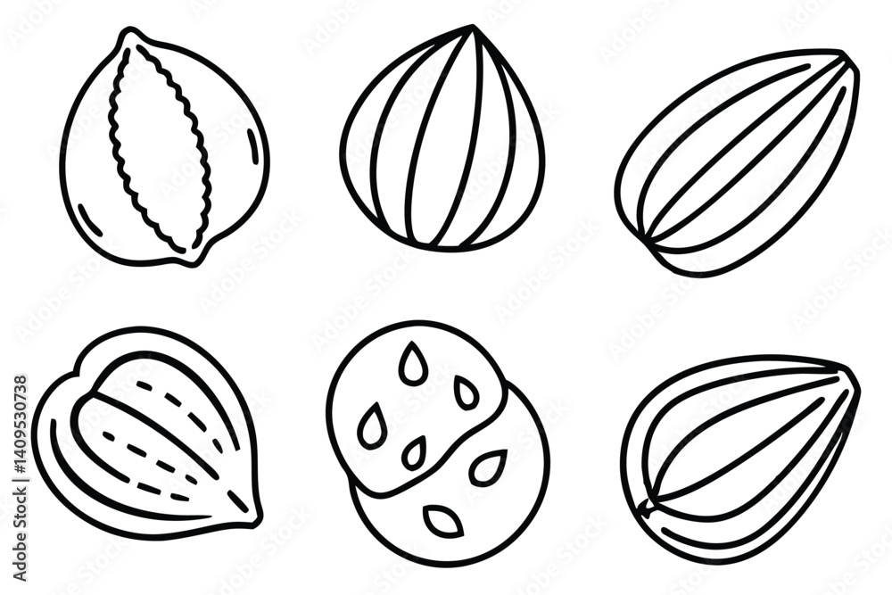 hazelnut line art sketch with clean simple elegant strokes hazelnut line art sketch with clean simple elegant strokes