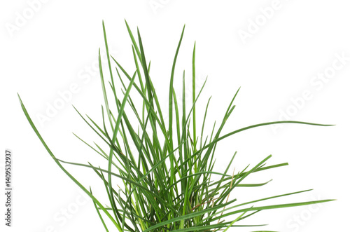Beautiful fresh green grass isolated on white