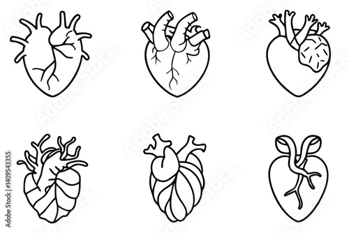 heart anatomy line art detailed view of heart arteries