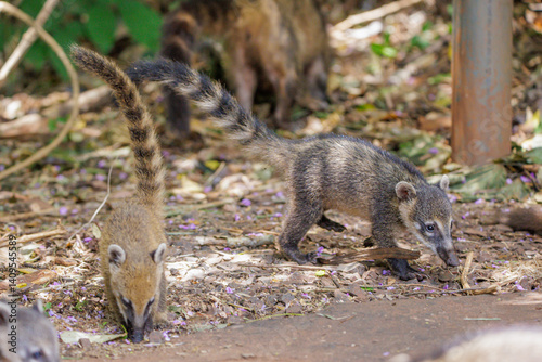 Young South American Coati (Nasua nasua) in Iguazu National Park in Misiones, Argentina.