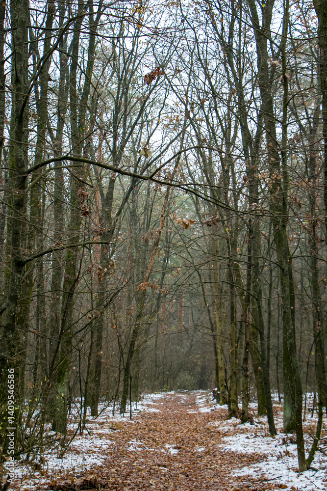 Fototapeta premium Snowy path through autumn forest. Forest road.