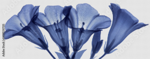 Explore the unseen beauty of floral nature with a captivating x-ray image showcasing a 3D transparent flower 