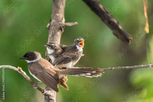 Two birds (Malaysian Pied Fantail) in nature wild photo