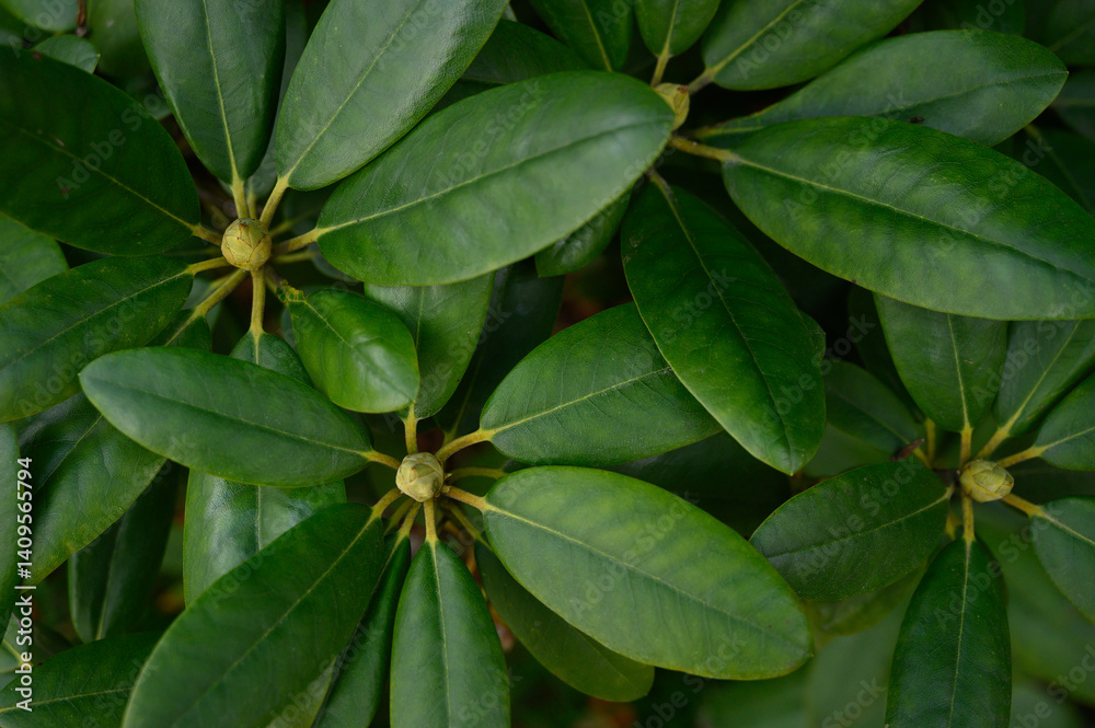 Close-up of rhododendron leaves with flower buds, rich in green color and natural texture. Great for organic design, eco-friendly visuals, and botanical backgrounds. Close-up of rhododendron leaves with flower buds, rich in green color and natural texture. Great for organic design, eco-friendly visuals, and botanical backgrounds.