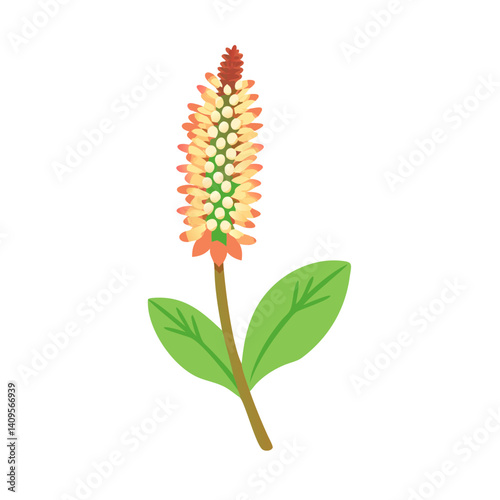 Attractive Bistorta officinalis Flower Isolated on Black Background