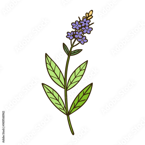Illustration of Forget-Me-Not Flower on Black Background