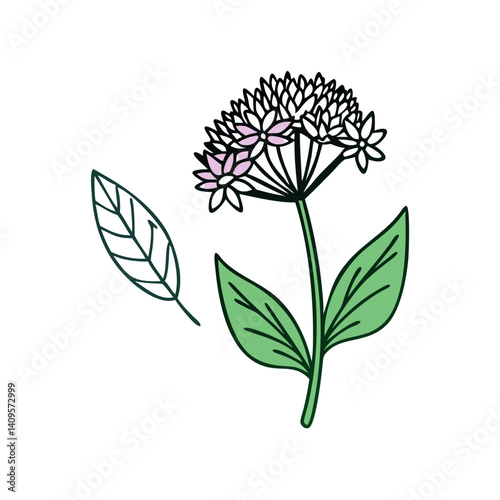 Doodle Illustration of Allium Flower with Leaves