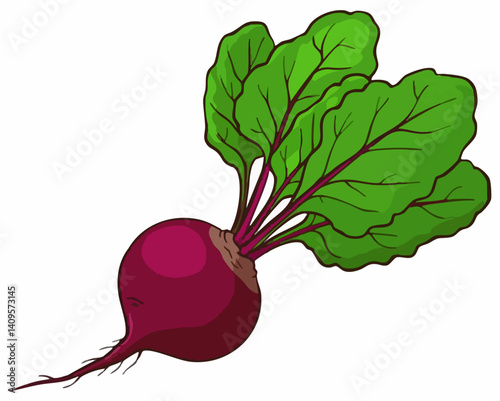 Fresh Beetroot with Green Leaves Illustration. Vector Image
