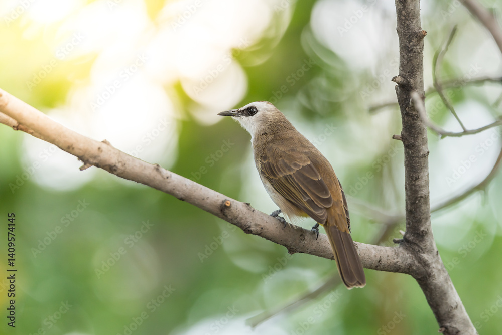 Bird (Yellow-vented Bulbul) on tree in nature wild Bird (Yellow-vented Bulbul) on tree in nature wild