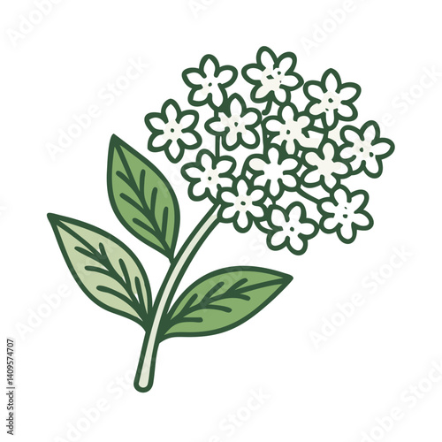 Illustration of Elderflower Blossom with Green Leaves on Black