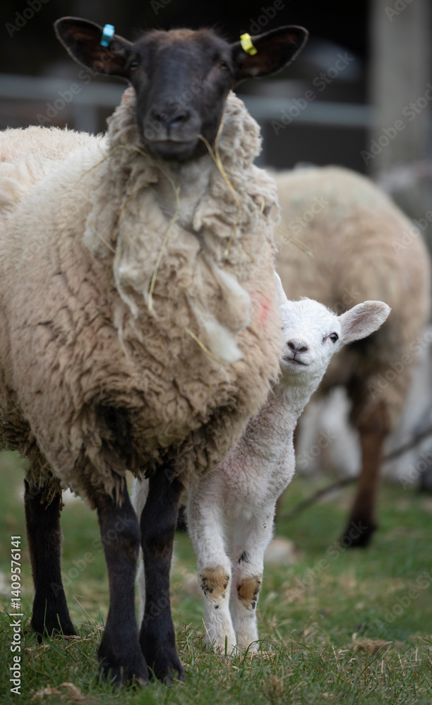Fototapeta premium Lamb standing next to mother, Cotswolds, Gloucestershire, England, United Kingdom, Europe