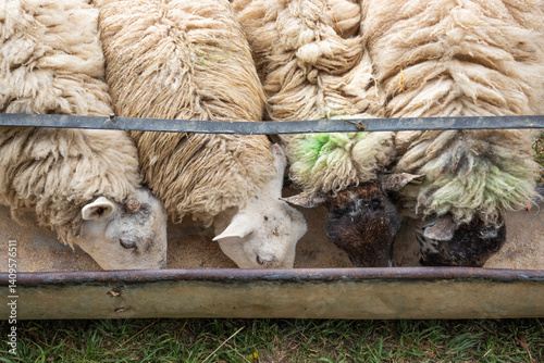 Sheep feeding from a trough, Cotswolds, Gloucestershire, England, United Kingdom, Europe