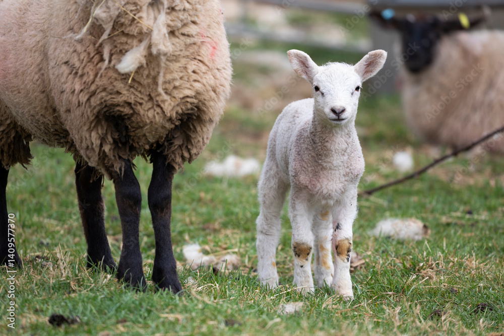 Lamb standing next to mother, Cotswolds, Gloucestershire, England, United Kingdom, Europe Lamb standing next to mother, Cotswolds, Gloucestershire, England, United Kingdom, Europe