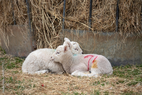 New born lambs, Cotswolds, Gloucestershire, England, United Kingdom, Europe