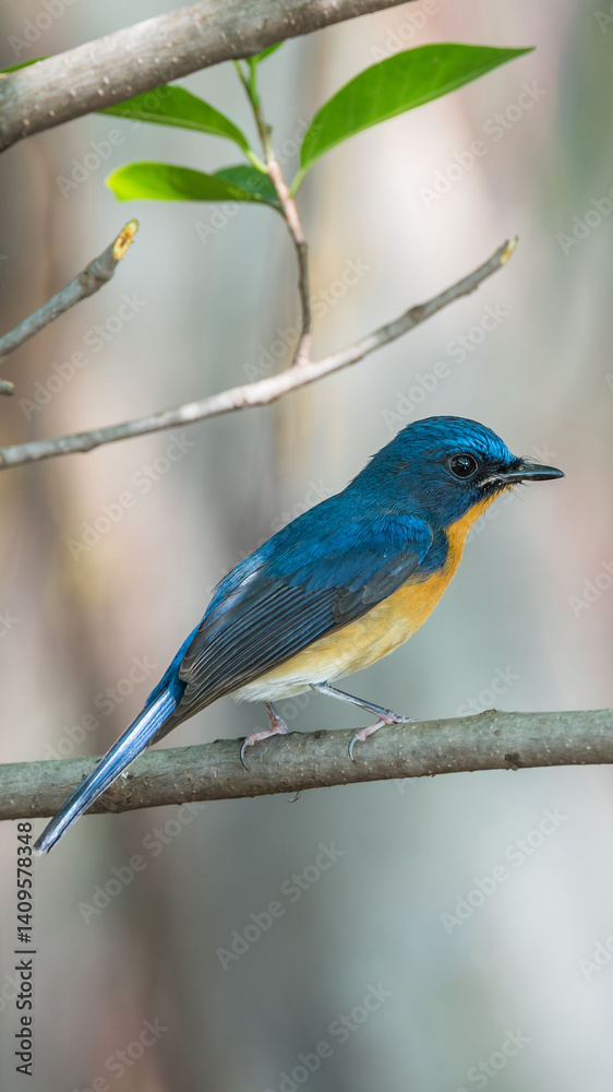 Bird (Tickell's Blue Flycatcher) in nature wild Bird (Tickell's Blue Flycatcher) in nature wild