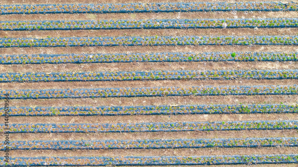 Young Fruit Trees in orchard during April: Fruit Cultivation, Flowering Periods, Frost Resistance, and Harvest of Apples, Cherries, Sour Cherries, and Pears, aerial drone view. Young Fruit Trees in orchard during April: Fruit Cultivation, Flowering Periods, Frost Resistance, and Harvest of Apples, Cherries, Sour Cherries, and Pears, aerial drone view.