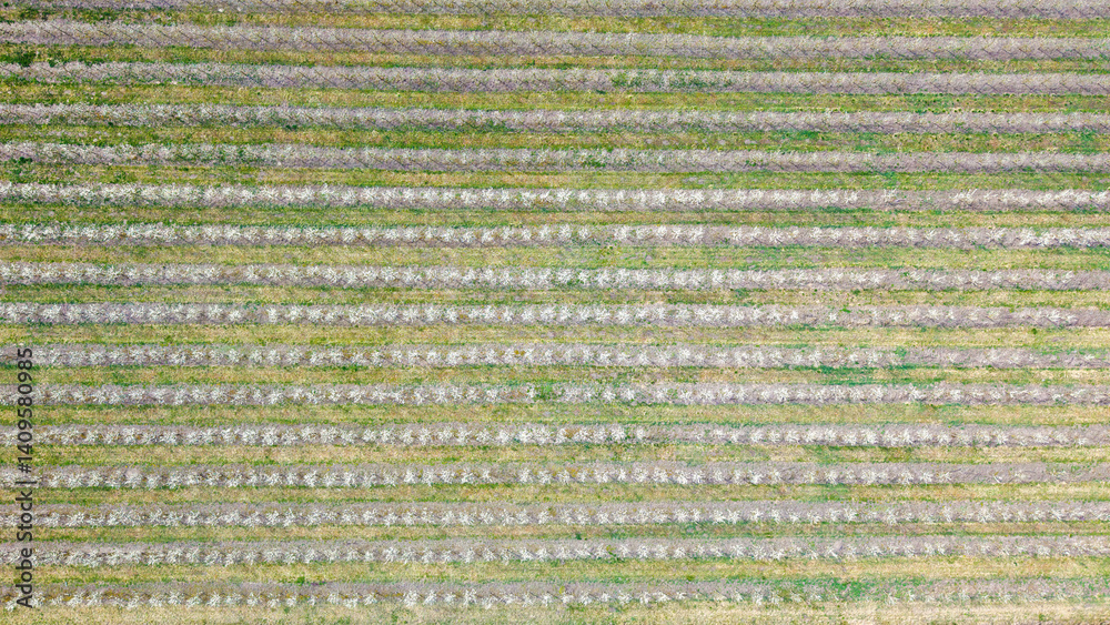 Young Fruit Trees in orchard during April: Fruit Cultivation, Flowering Periods, Frost Resistance, and Harvest of Apples, Cherries, Sour Cherries, and Pears, aerial drone view. Young Fruit Trees in orchard during April: Fruit Cultivation, Flowering Periods, Frost Resistance, and Harvest of Apples, Cherries, Sour Cherries, and Pears, aerial drone view.