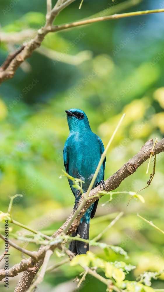 Bird (Verditer Flycatcher) on tree in nature wild Bird (Verditer Flycatcher) on tree in nature wild