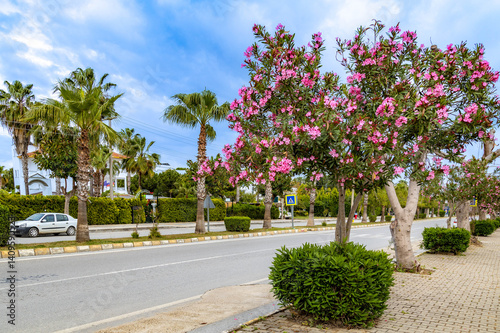 Blooming oleander trees along a quiet street in Side. Palm trees, sidewalk, and urban greenery on a spring day in May. Antalya, Turkey, Mediterranean