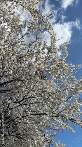 Wallpaper Mural Spring white cherry blossoming branches with a background of a blue sky Torontodigital.ca