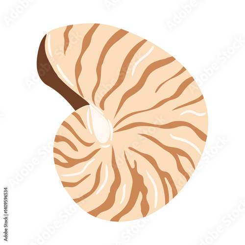 Nautilus shell illustration featuring stripes and intricate patterning