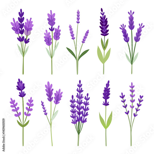 Lavender flower vector illustration set on white background