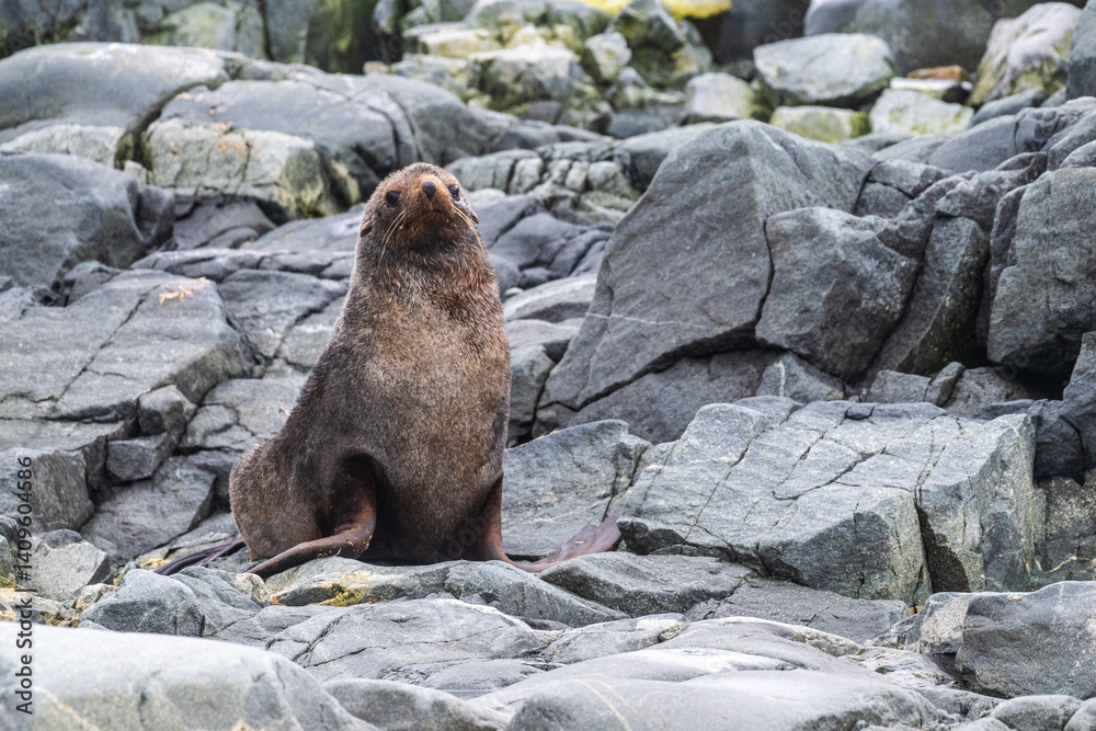 Close-up of an Antarctic Fur Seal - Arctocephalus gazella- sitting on a rock near the fish islands area on the Antarctic Peninsula