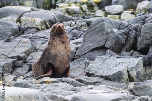 Obraz na płótnie Close-up of an Antarctic Fur Seal - Arctocephalus gazella- sitting on a rock near the fish islands area on the Antarctic Peninsula w salonie