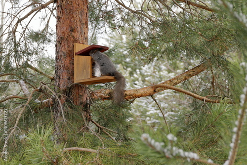 A grey squirrel opens by head the lid of a feeder with nuts on a pine tree in the forest in springtime. 