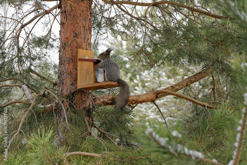 A grey squirrel takes by paw a nut from a feeder with nuts on a pine tree in the forest in springtime.
